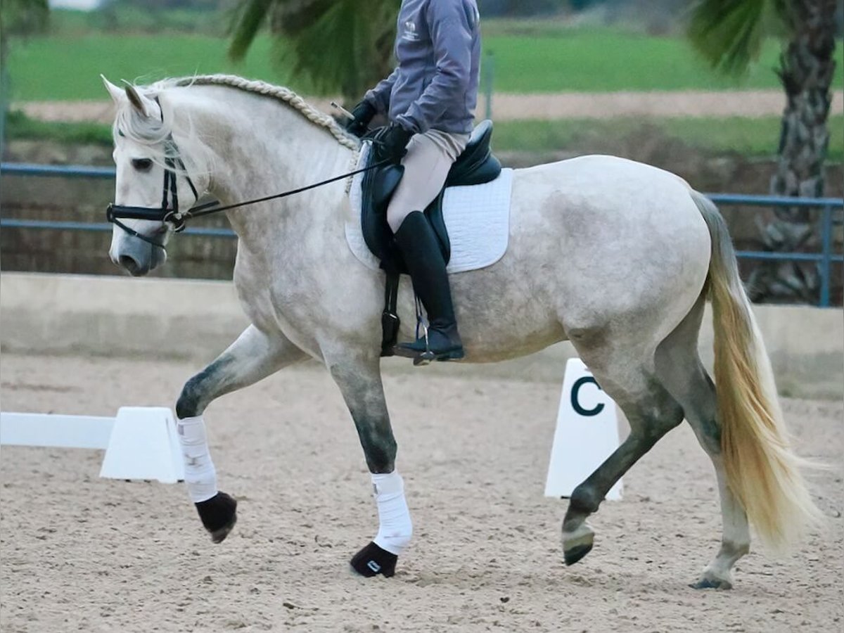 PRE Mix Hengst 4 Jaar 163 cm Schimmel in Navas Del Madroño