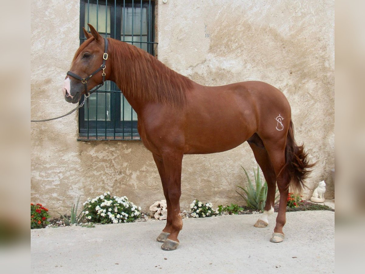 PRE Mix Hengst 4 Jaar 163 cm Vos in Hamburg