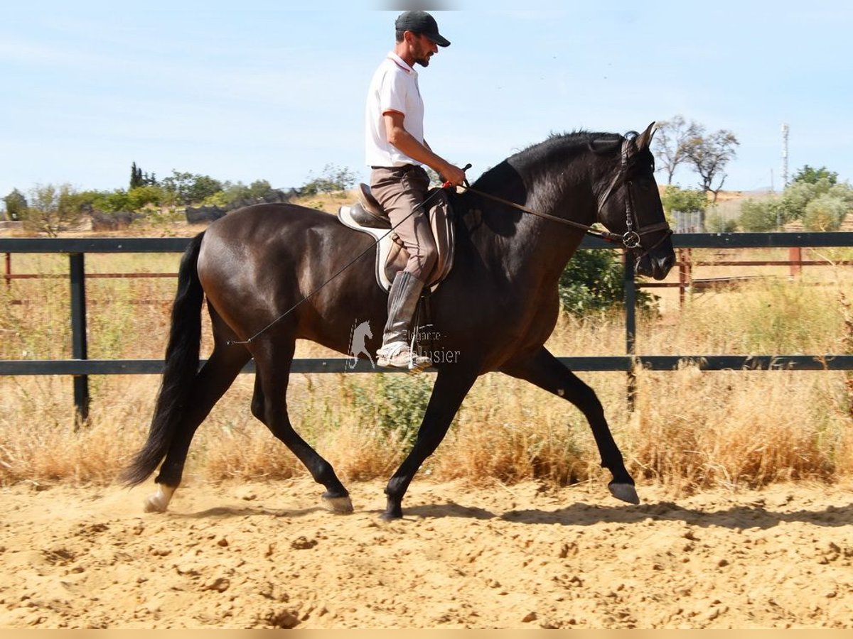 PRE Hengst 4 Jaar 163 cm Zwart in Provinz Malaga