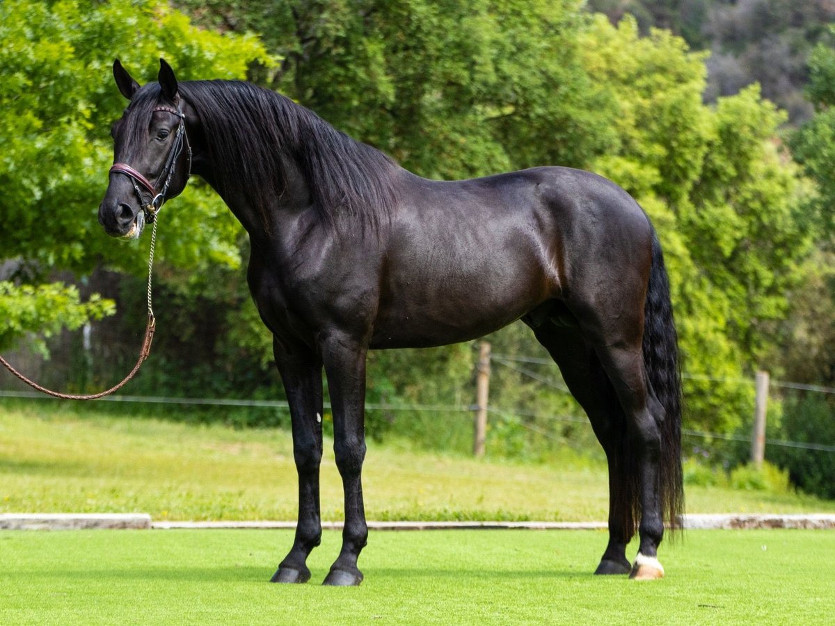 PRE Hengst 4 Jaar 163 cm Zwart in Ullastrell