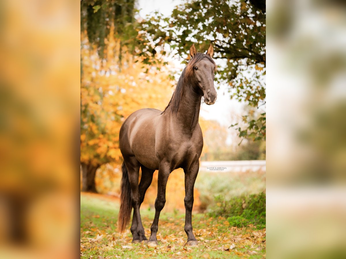 PRE Hengst 4 Jaar 163 cm Zwart in Enkhuizen