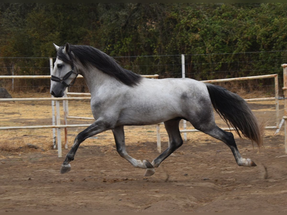 PRE Hengst 4 Jaar 164 cm Appelschimmel in Sevilla