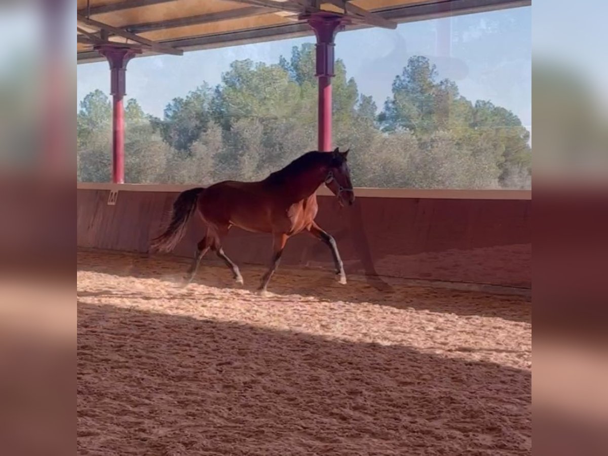 PRE Mix Hengst 4 Jaar 164 cm Bruin in El Catllar