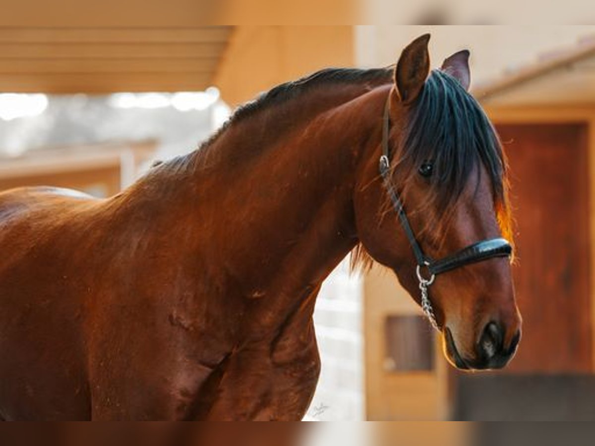 PRE Hengst 4 Jaar 164 cm Bruin in El Catllar