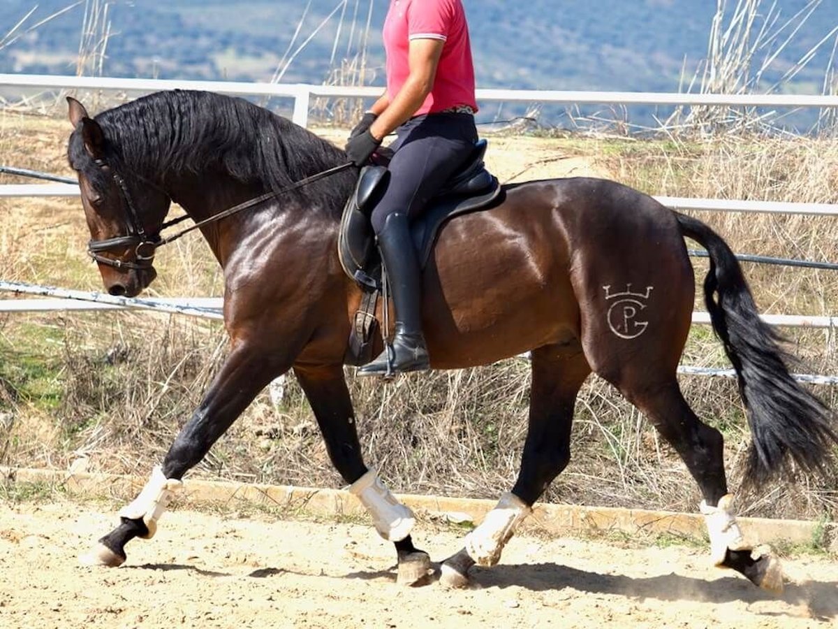 PRE Mix Hengst 4 Jaar 164 cm Bruin in Navas Del Madroño