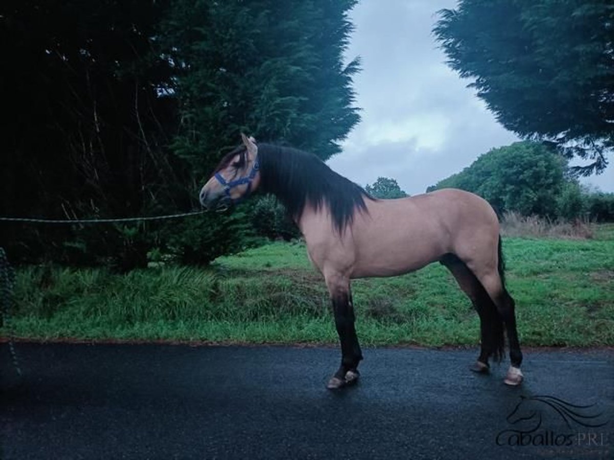 PRE Hengst 4 Jaar 164 cm Buckskin in Galicien