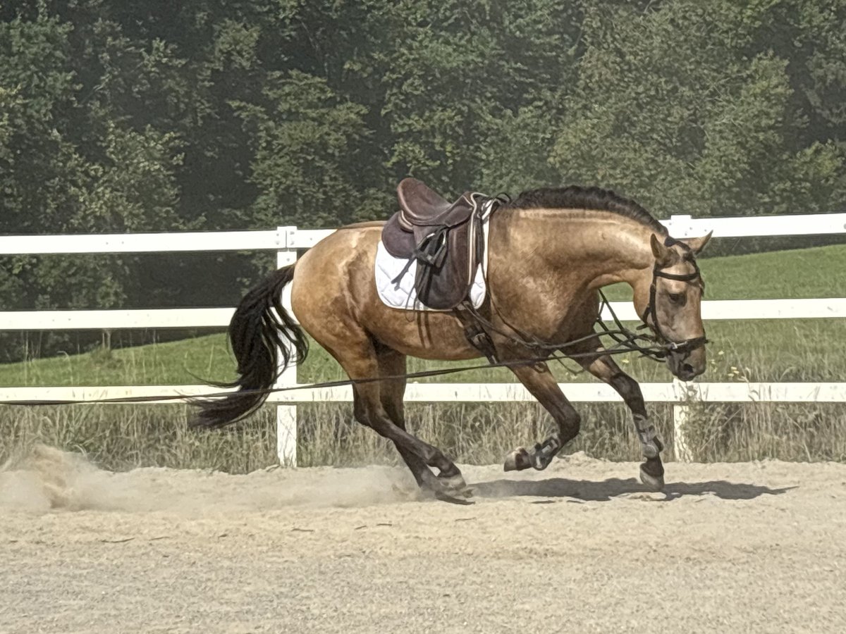 PRE Mix Hengst 4 Jaar 164 cm Falbe in Sigmarszell