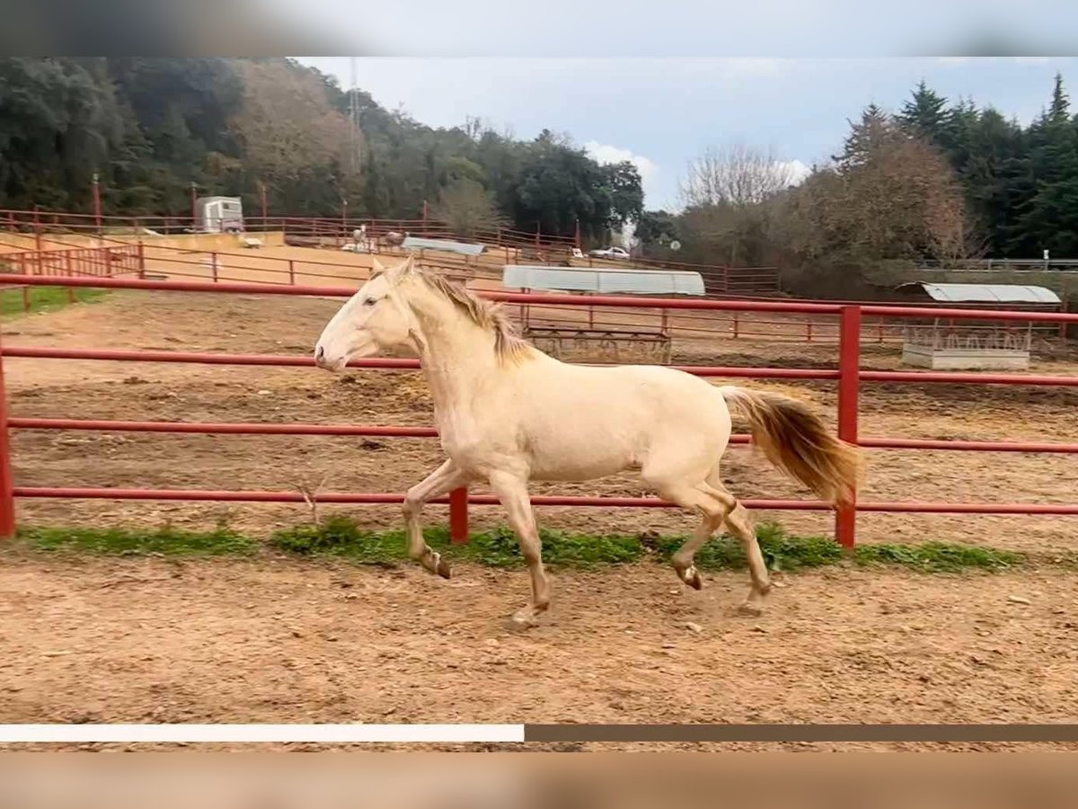 PRE Hengst 4 Jaar 164 cm Perlino in Galaroza (HUELVA)