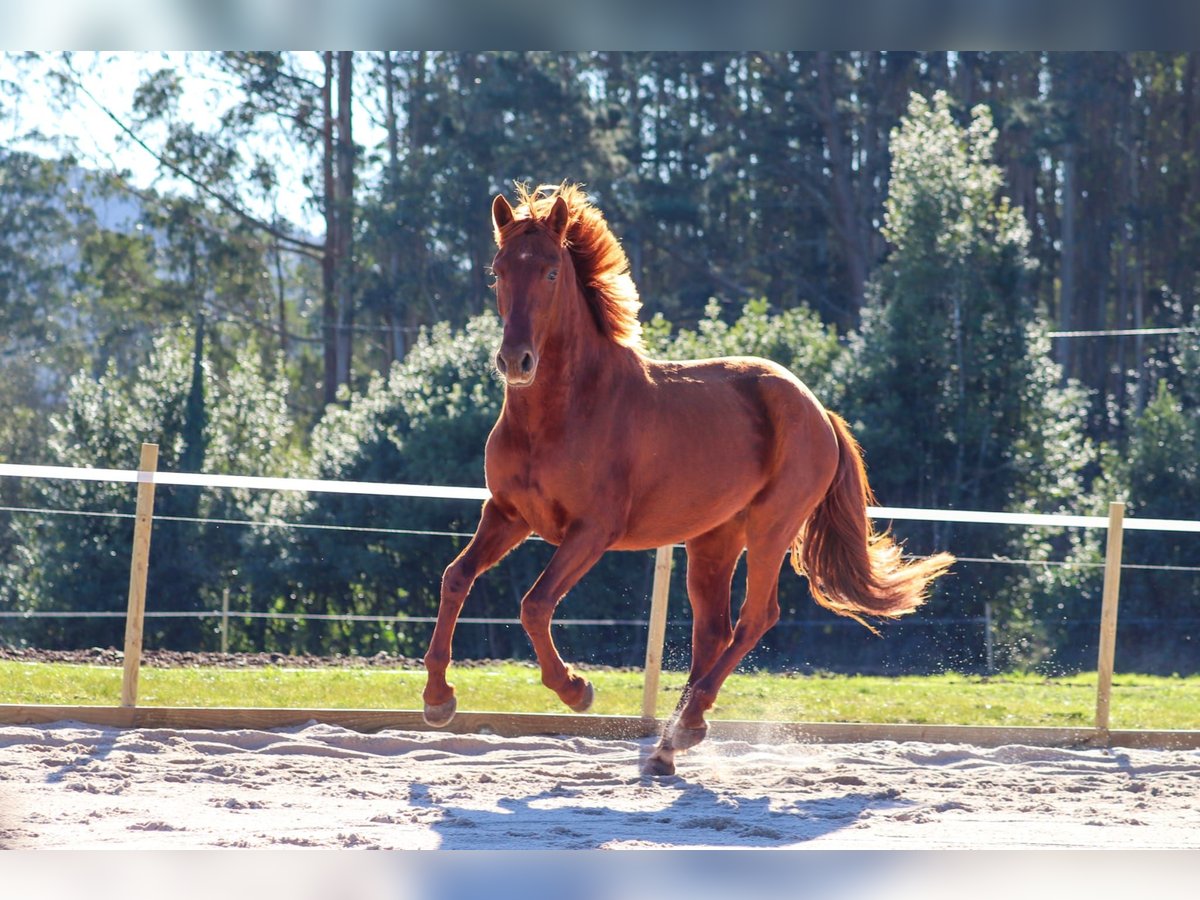 PRE Hengst 4 Jaar 164 cm Roodvos in Santa Maria (San Claudio)