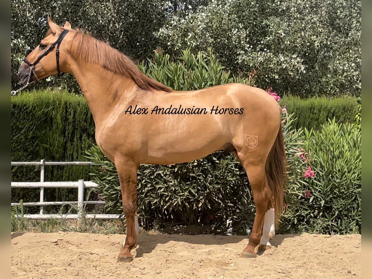 PRE Mix Hengst 4 Jaar 165 cm Appaloosa in Sevilla