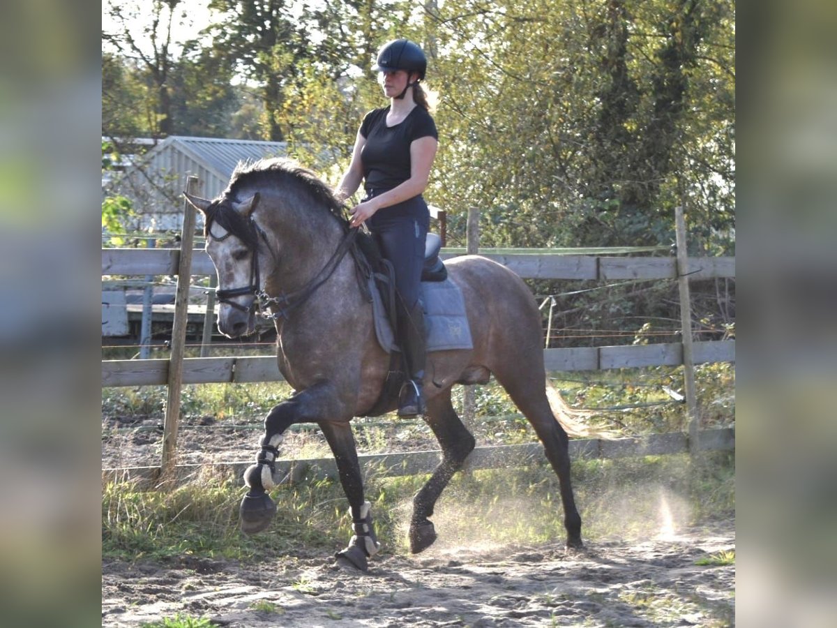 PRE Hengst 4 Jaar 165 cm Blauwschimmel in Bussum