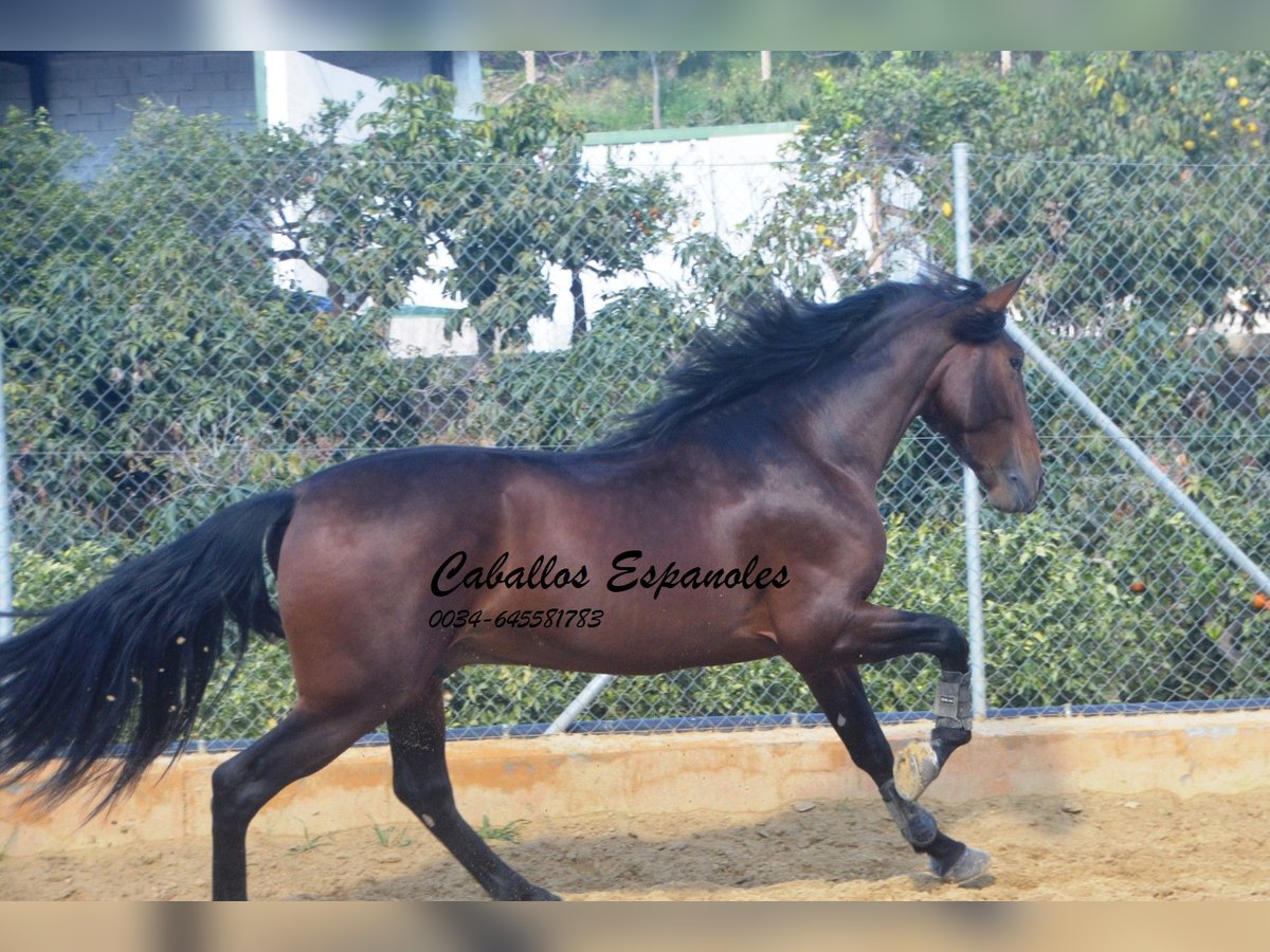 PRE Hengst 4 Jaar 165 cm Bruin in Vejer de la Frontera