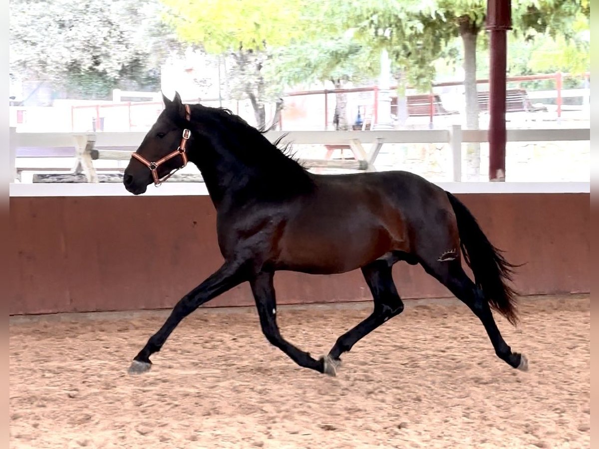 PRE Hengst 4 Jaar 165 cm Donkerbruin in El Catllar