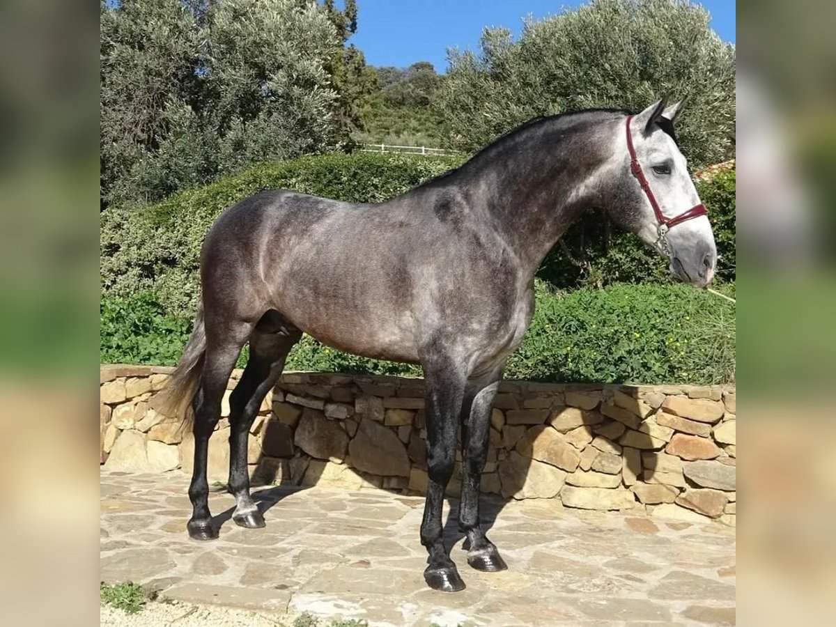 PRE Mix Hengst 4 Jaar 165 cm Schimmel in Campo De Camara (Almogia)