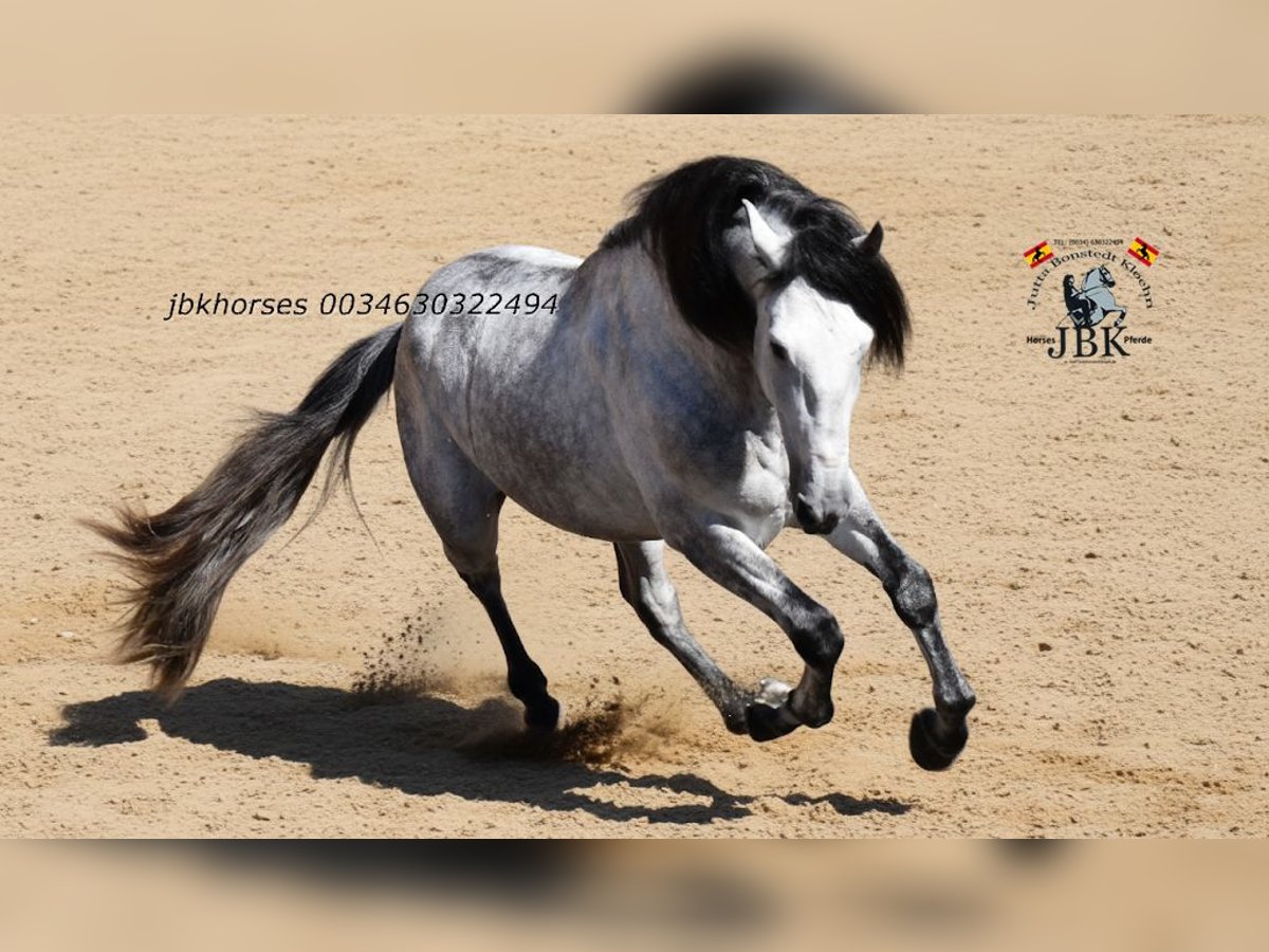 PRE Hengst 4 Jaar 165 cm Schimmel in Tabernas Almeria