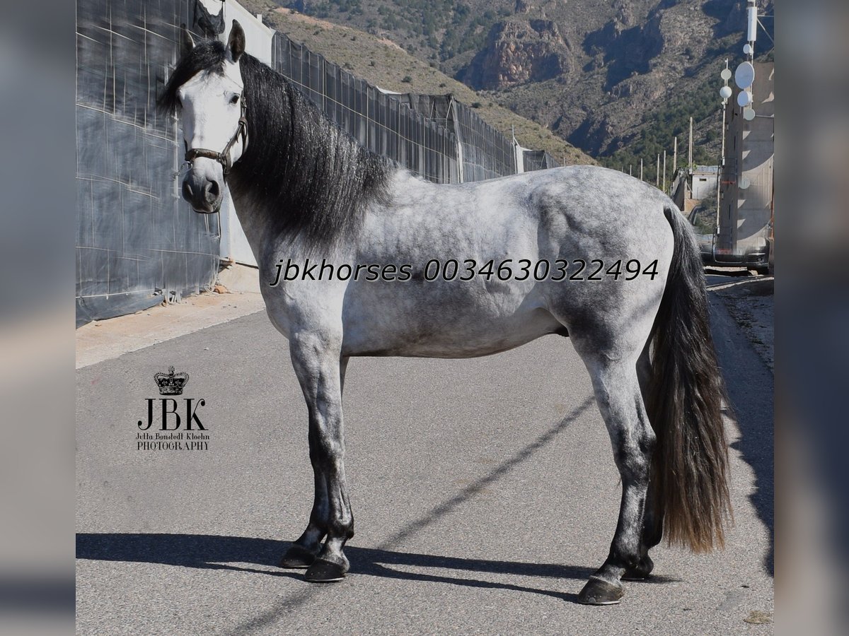PRE Mix Hengst 4 Jaar 165 cm Schimmel in Tabernas Almeria