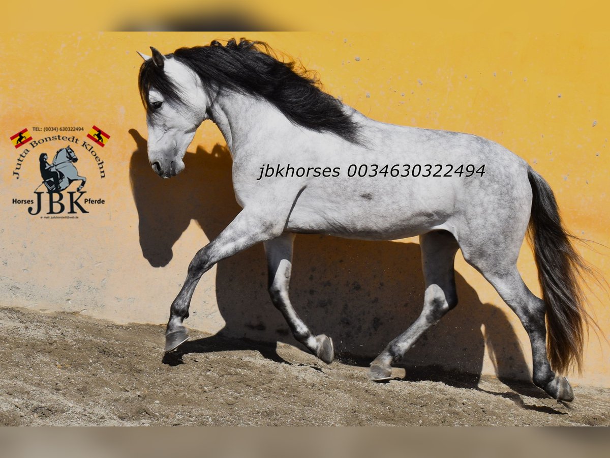 PRE Hengst 4 Jaar 165 cm Schimmel in Tabernas Almeria