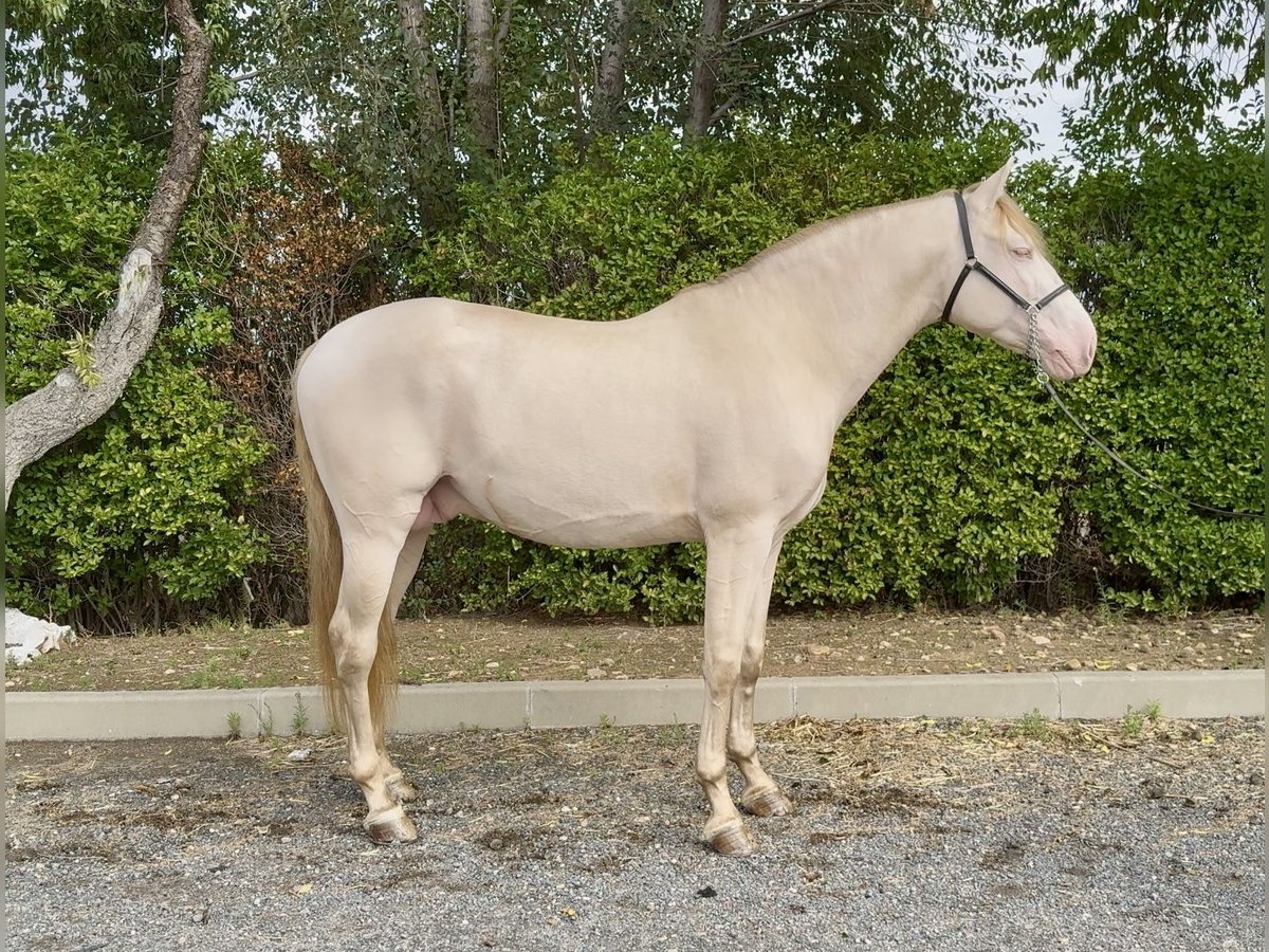 PRE Hengst 4 Jaar 166 cm Pearl in Valdeavero