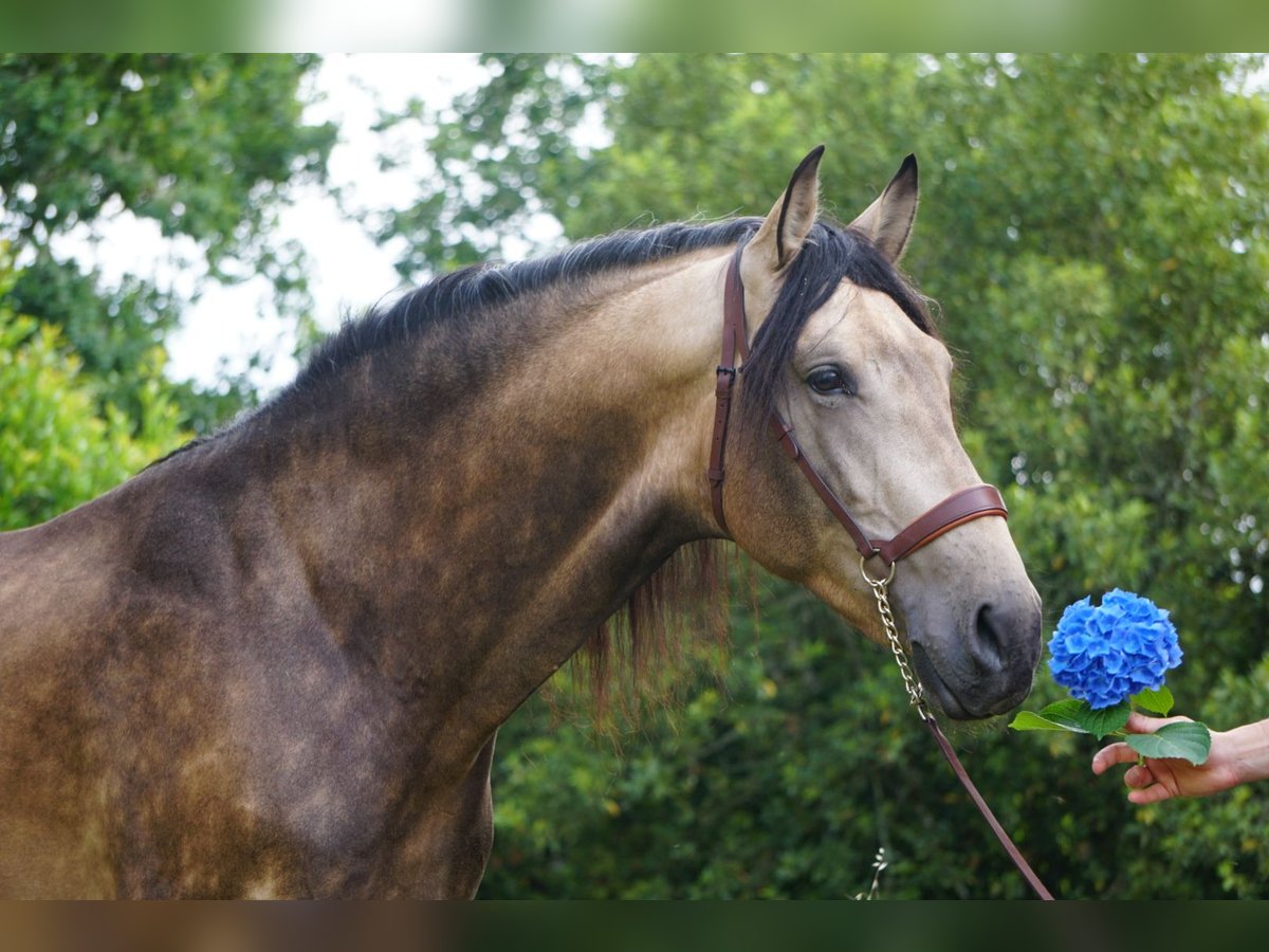 PRE Hengst 4 Jaar 167 cm Buckskin in Ourense