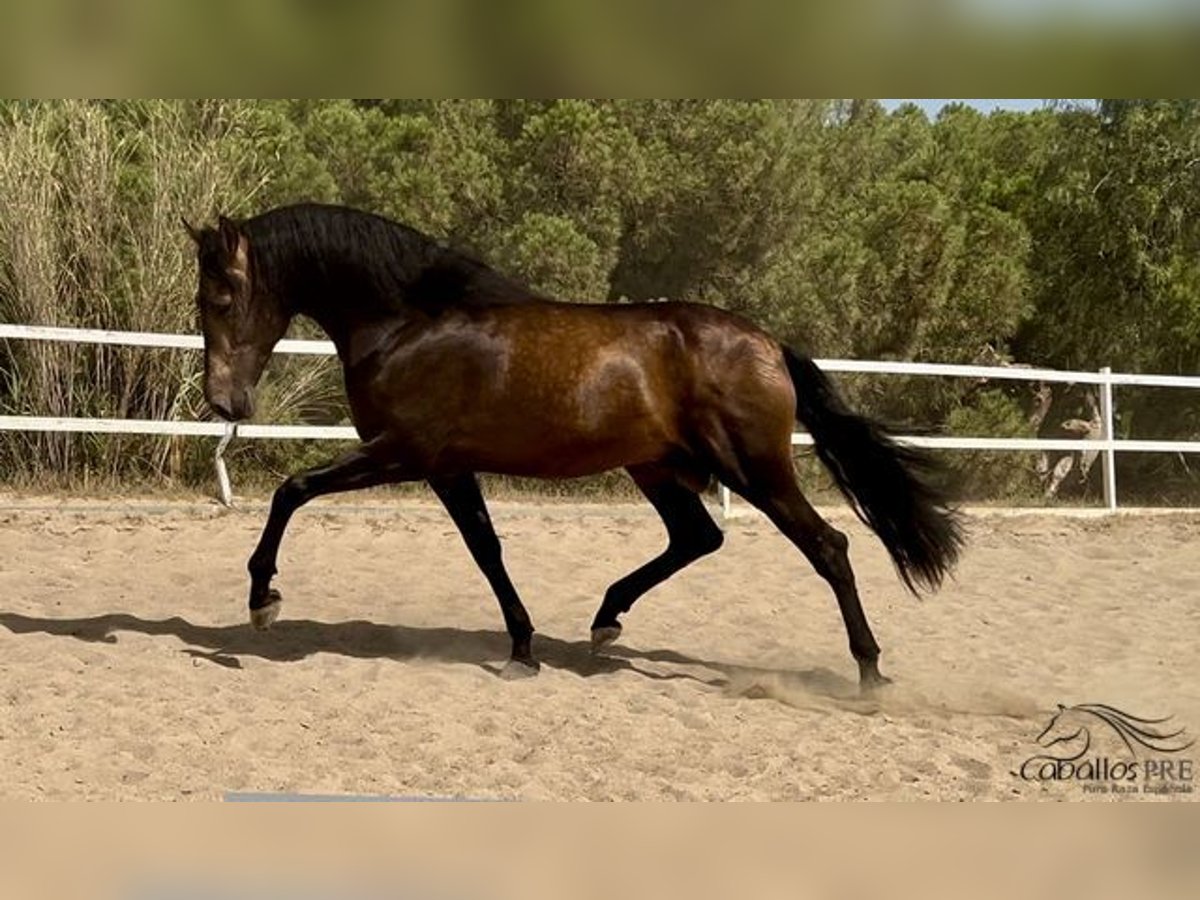 PRE Hengst 4 Jaar 167 cm Buckskin in Barcelona