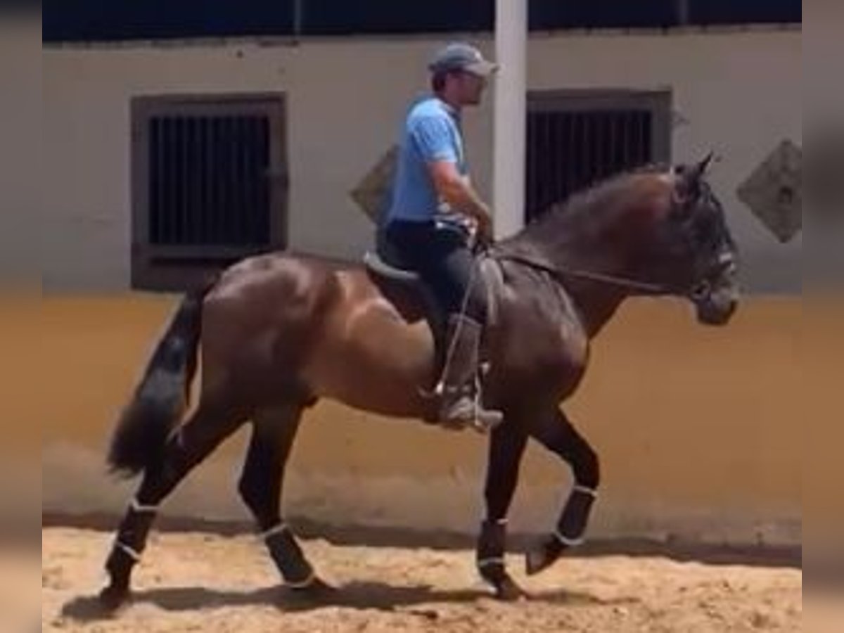 PRE Mix Hengst 4 Jaar 167 cm Roodbruin in Sevilla