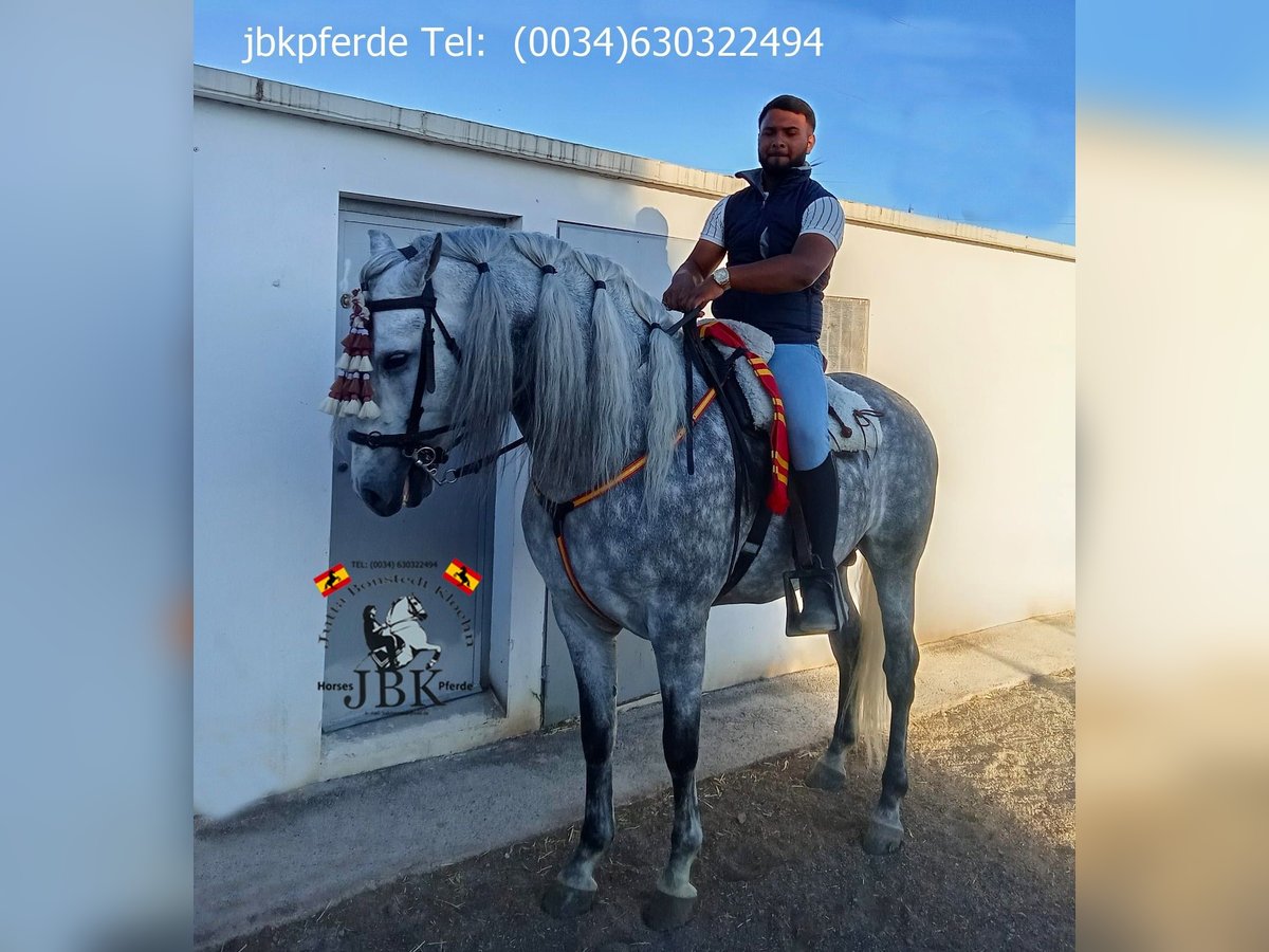 PRE Mix Hengst 4 Jaar 167 cm Schimmel in Tabernas Almeria