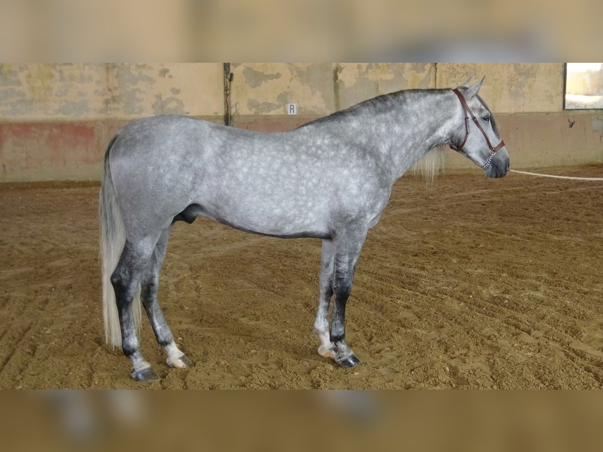 PRE Mix Hengst 4 Jaar 168 cm Schimmel in Alpera