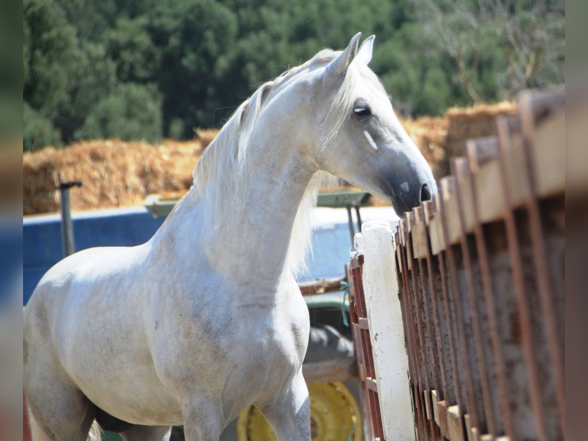 PRE Mix Hengst 4 Jaar 168 cm Schimmel in Vejer de la Frontera