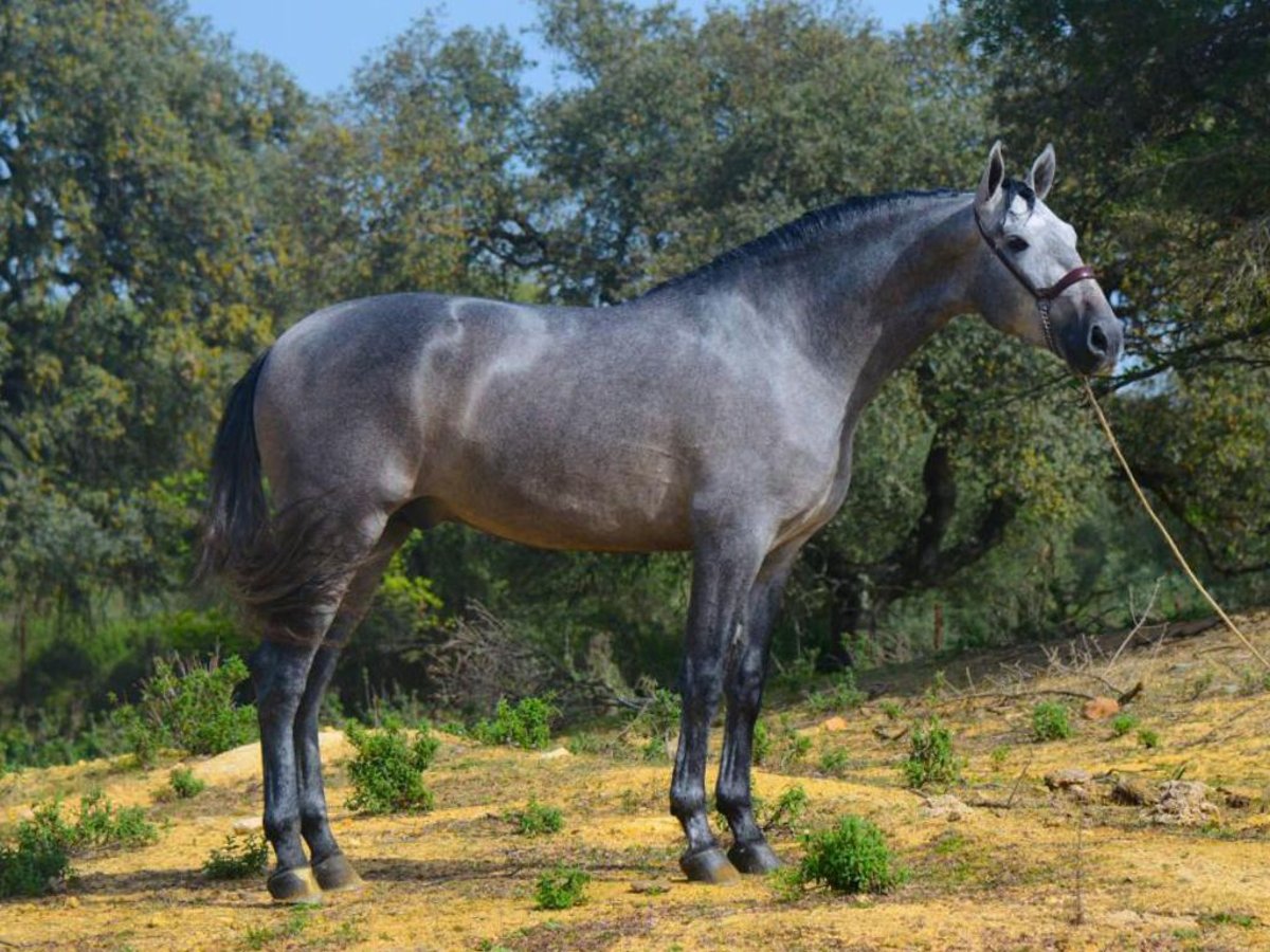 PRE Mix Hengst 4 Jaar 168 cm Schimmel in NAVAS DEL MADRONO