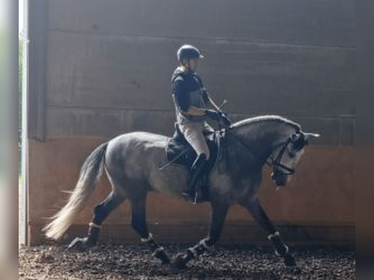 PRE Mix Hengst 4 Jaar 168 cm Schimmel in MADRID