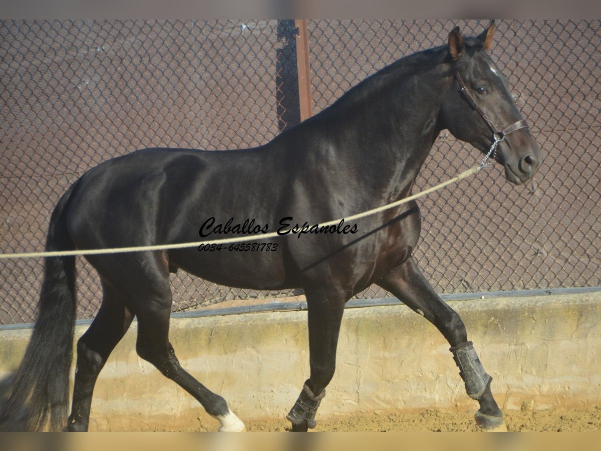 PRE Hengst 4 Jaar 168 cm Zwartbruin in Vejer de la Frontera