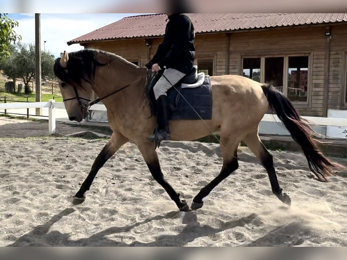 PRE Mix Hengst 4 Jaar 169 cm Falbe in Barcelona