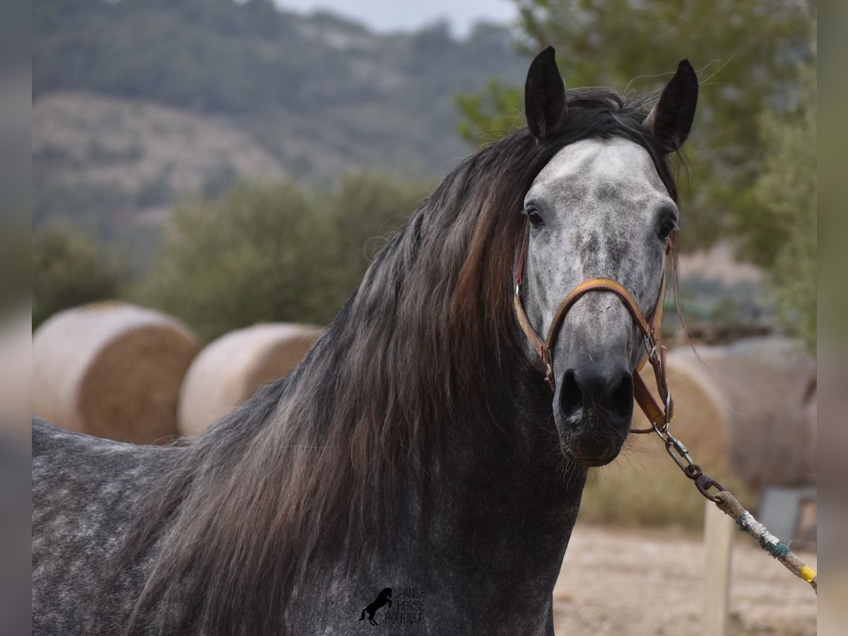 PRE Hengst 4 Jaar 169 cm Schimmel in Mallorca