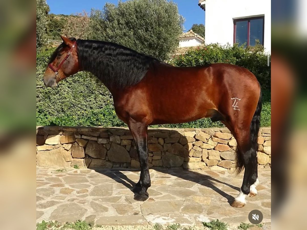 PRE Mix Hengst 4 Jaar 170 cm Bruin in Campo De Camara (Almogia)
