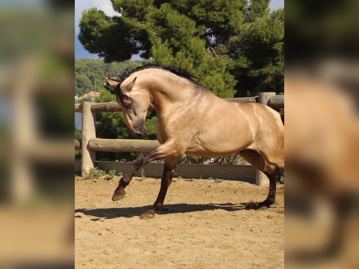 PRE Mix Hengst 4 Jaar 170 cm Buckskin in Barcelona