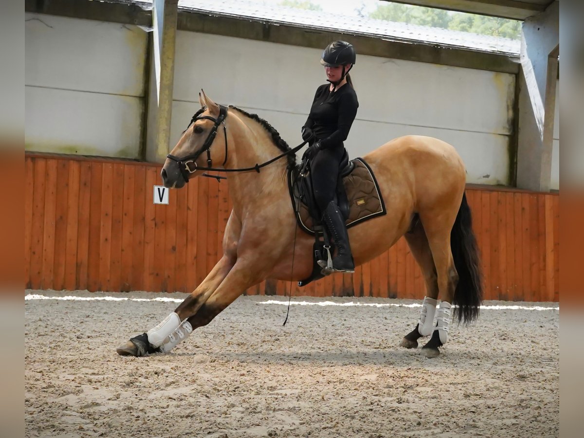 PRE Mix Hengst 4 Jaar 170 cm Buckskin in HEUVELLAND