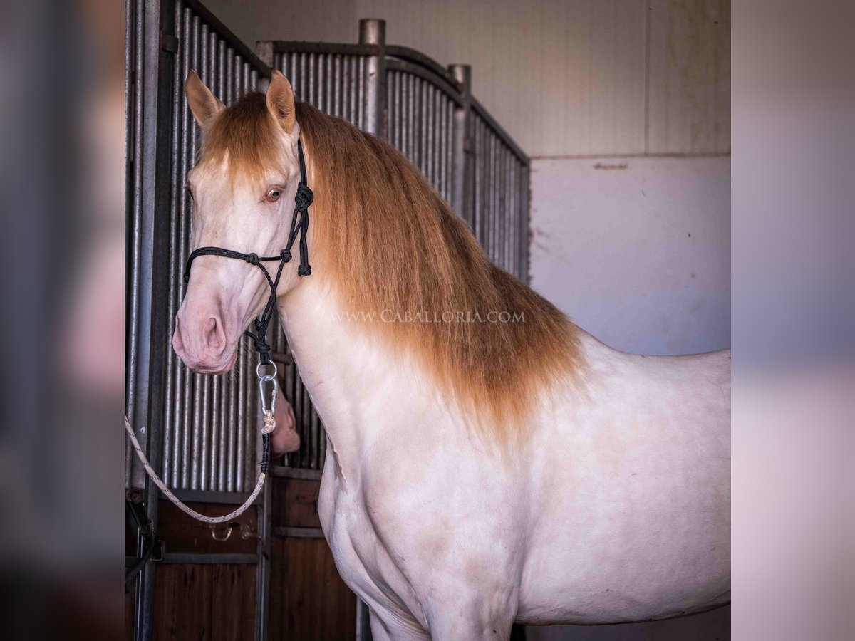 PRE Hengst 4 Jaar 171 cm Perlino in Rafelguaraf