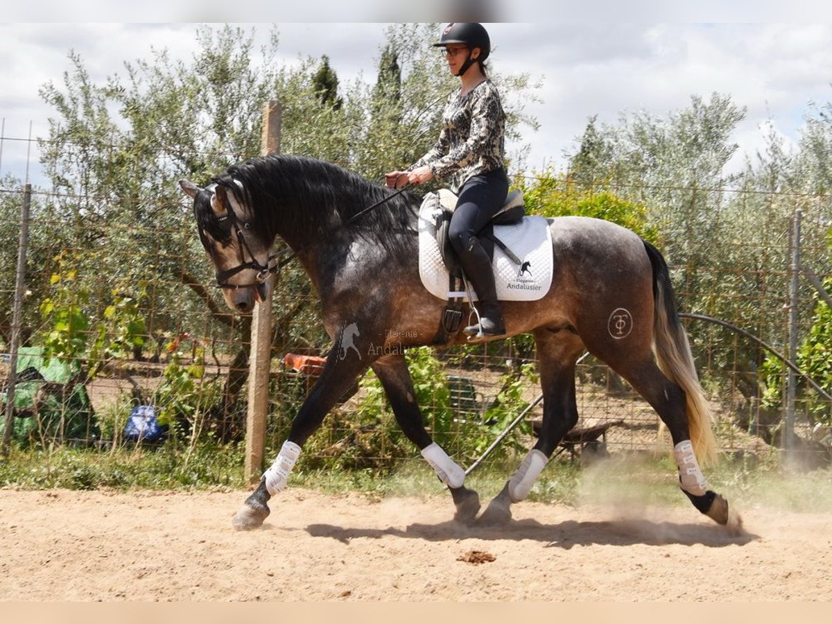 PRE Hengst 4 Jaar 172 cm Schimmel in Provinz Granada
