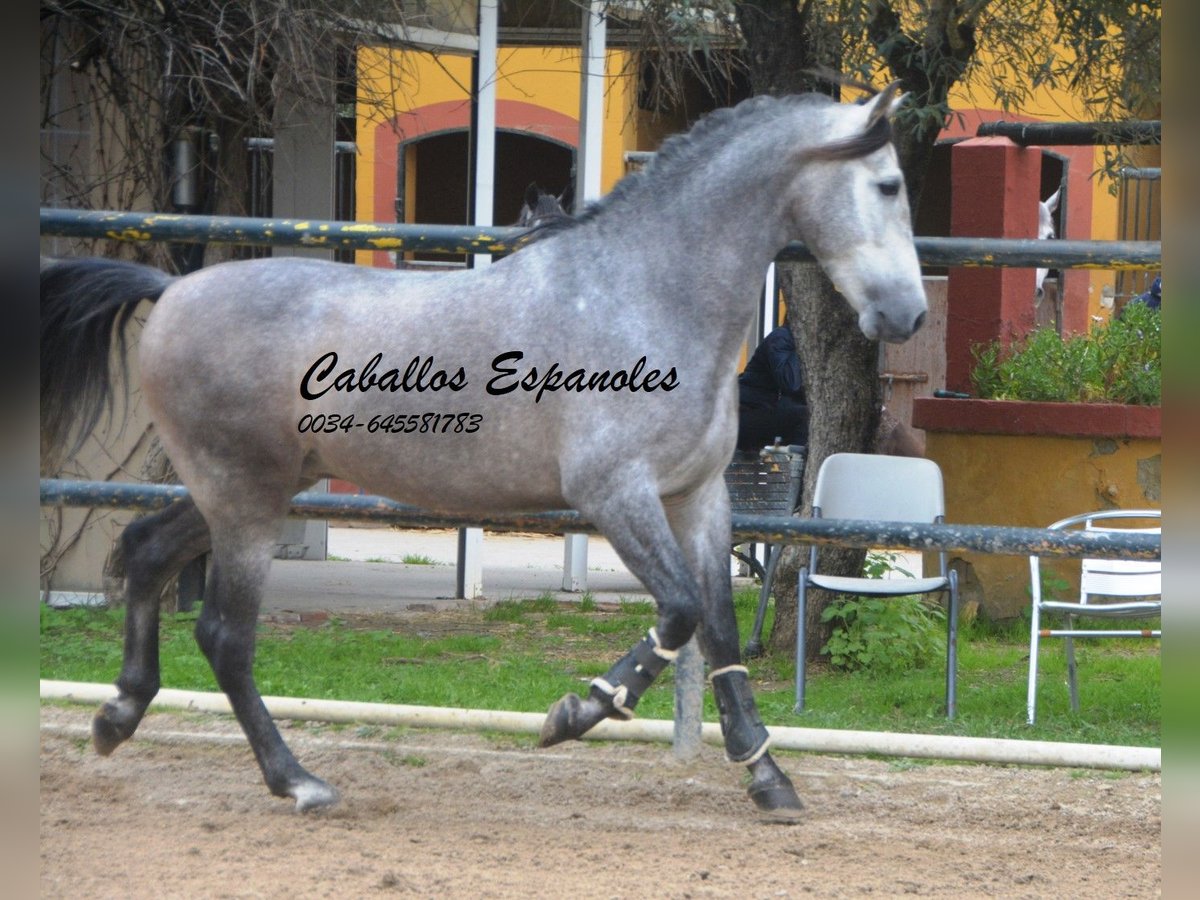 PRE Mix Hengst 4 Jahre 153 cm Rappschimmel in Vejer de la Frontera