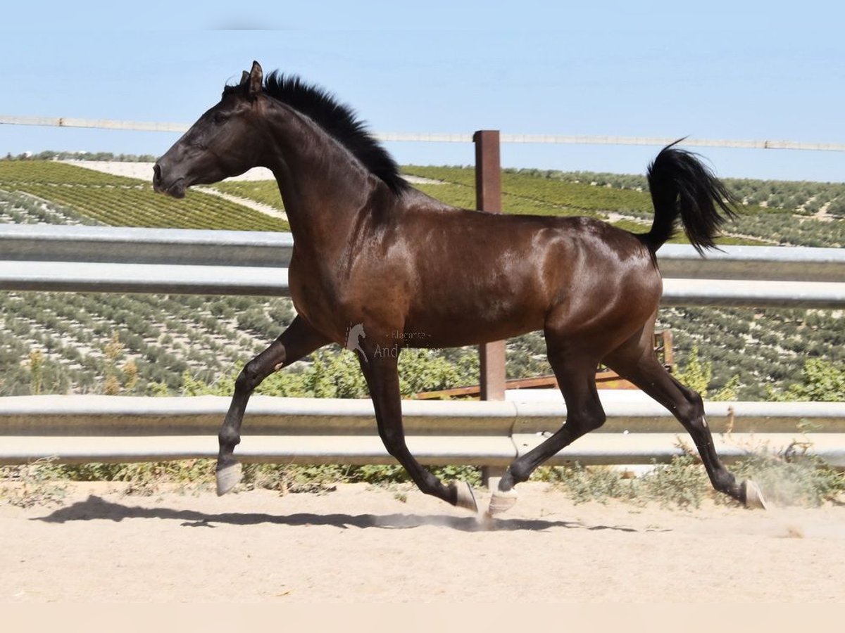 PRE Mix Hengst 4 Jahre 154 cm Rappe in Provinz Cordoba