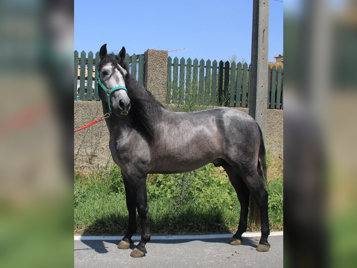 PRE Hengst 4 Jahre 158 cm Schimmel in Vejer de la Frontera