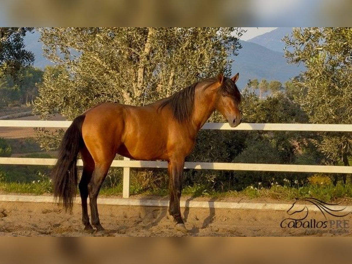 PRE Mix Hengst 4 Jahre 159 cm Brauner in Barcelona
