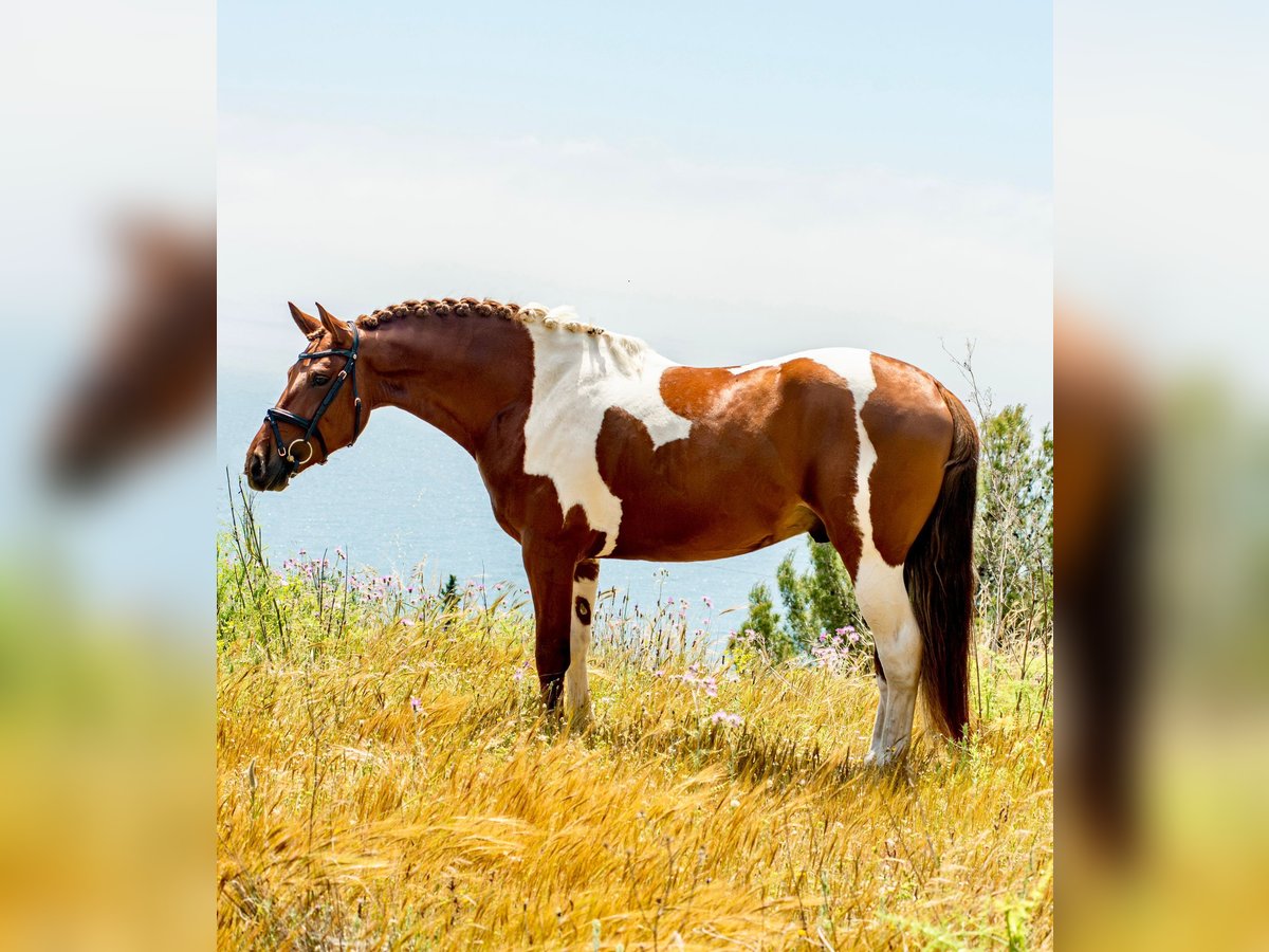 PRE Mix Hengst 4 Jahre 159 cm Tobiano-alle-Farben in Malaga