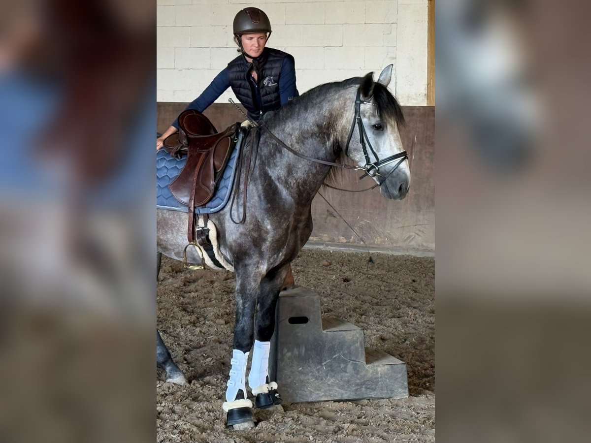 PRE Mix Hengst 4 Jahre 160 cm Apfelschimmel in Neu-Anspach