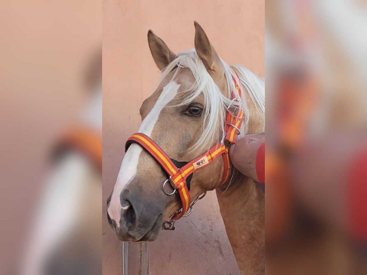 PRE Mix Hengst 4 Jahre 160 cm Palomino in Almerimar