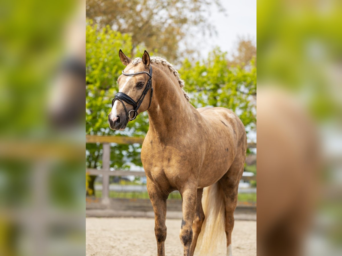 PRE Mix Hengst 4 Jahre 160 cm Palomino in Sm