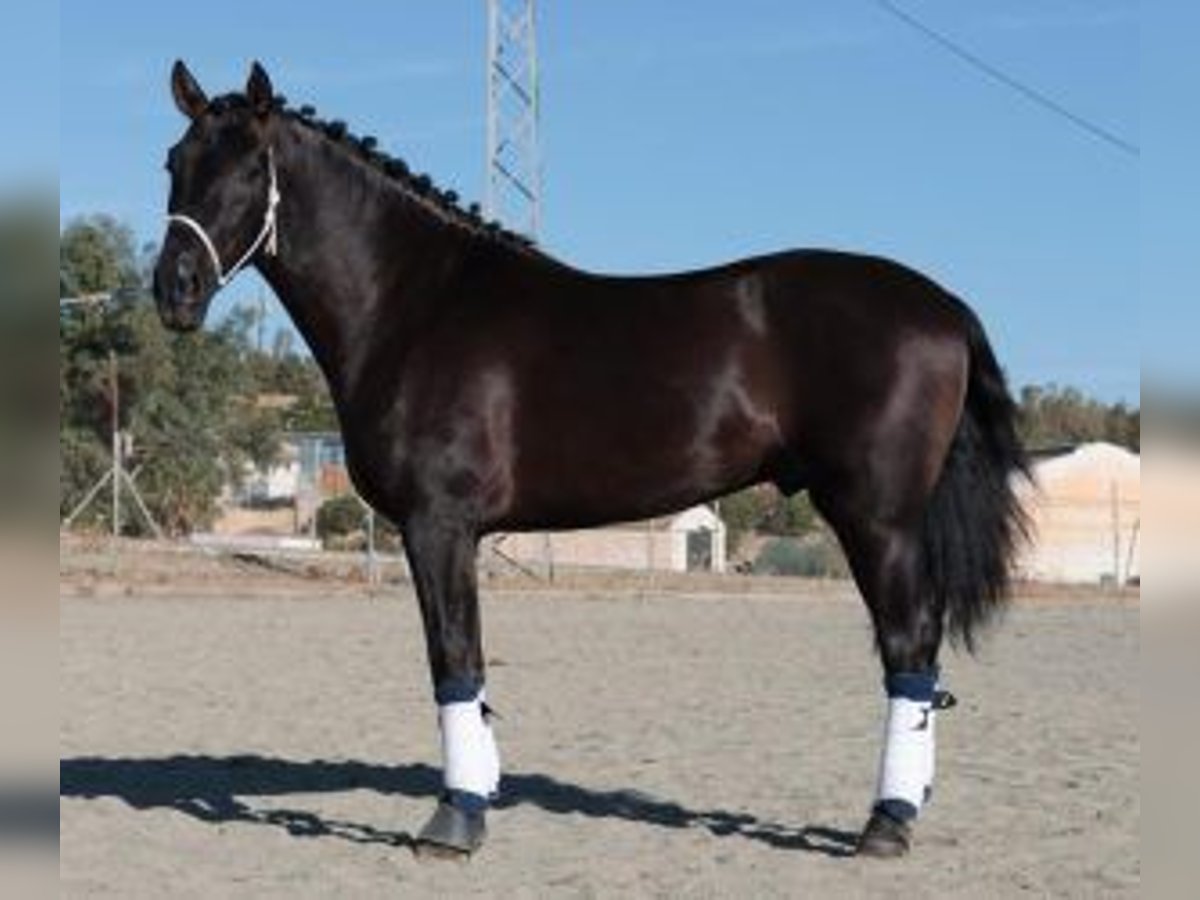 PRE Mix Hengst 4 Jahre 160 cm Rappe in Malaga