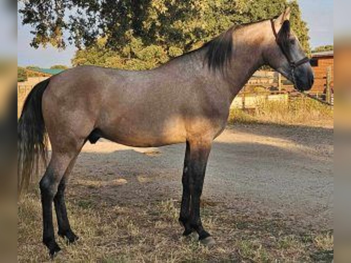 PRE Mix Hengst 4 Jahre 160 cm Schimmel in Valladolid