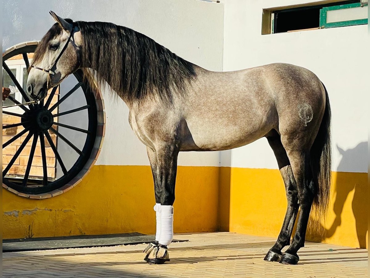 PRE Mix Hengst 4 Jahre 161 cm Apfelschimmel in Martfeld