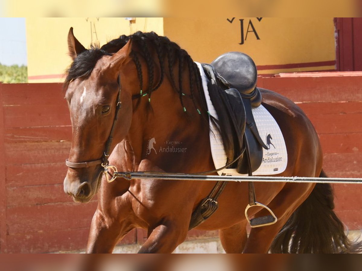 PRE Mix Hengst 4 Jahre 161 cm Brauner in Provinz Cordoba